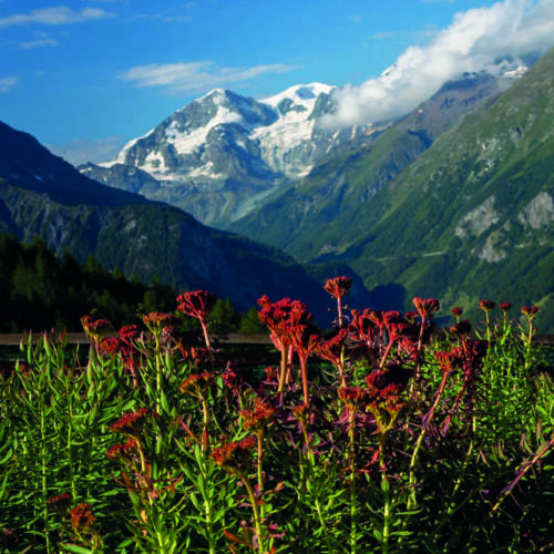 Ouvrage : Ma racine d’or, Rhodiola rosea